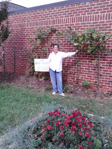 A photograph. A brick wall containing two thornless blackberries. A smiling woman poses in front pointing to plants on the wall.