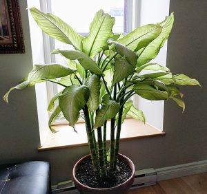 A lush plant with light green, elongated feather-shaped leaves growing in front of a window indoors.