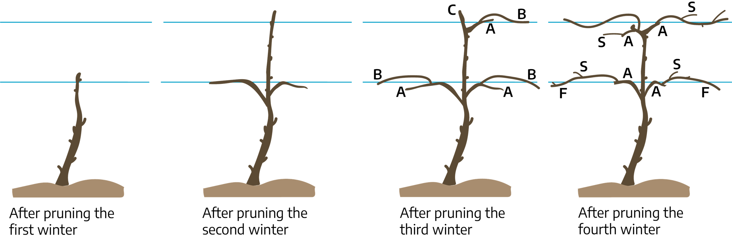 Four cartoon drawings. The first is a straight vine with small spurs along it, "after pruning with first winter." The second is a main straight vine with spurs along it, there are two extending vines on either side about half way up, "after pruning the second winter." The third is a straight main vine with spurs along it, two extending vines "(A)" about halfway up with lateral growths "(B)," the top of the vine has an extending vine "(A)" on the right side with a lateral growth "(B)," and the top "(C)"; marked "after pruning the third winter." The fourth is a straight man vine with spurs along it, two extending vines "(A)" halfway up with lateral growths "(F)," these have smaller offshoots "(S)," the top of the vine has two extending growths "(A)" with smaller growths "(S)"; marked "after pruning the fourth winter."