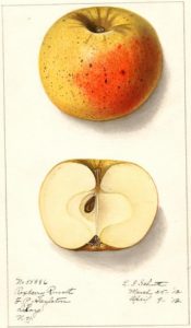 A watercolor botanical illustration of a yellow apple with a blush of red-orange in front. Below the whole apple, a cross-section shows cream-colored interior flesh with one black seed off center core.
