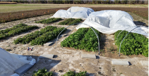 Photograph of rectangular patches of green plants growing in a light-brown area of soil. Beds in the back are covered with white fabric, which has been pulled back exposing the plants of the beds in front.