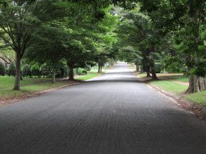 Photograph of a paved road heading straight into the distance, on each side are large Japanese elm trees.