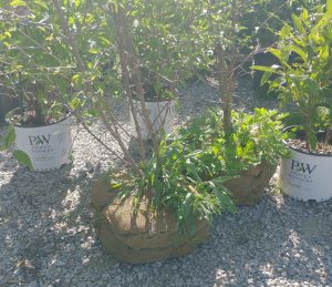 A photograph of to trees with burlap sack balls covering the roots, there are three potted plants around the trees.