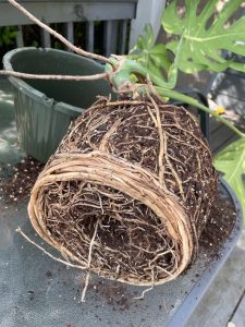 The bottom of a cylindrical block of soil with light-brown roots growing throughout. Roots are clustered in a circle around the bottom of the cylinder. A round plant pot is visible in the background.