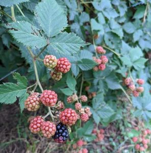 Photograph of drooping bramble branch laden with a cluster of red/white berries. One dark purple berry is visible at the tip of the custer. In the background, more canes droop down with the weight of ripening fruit.