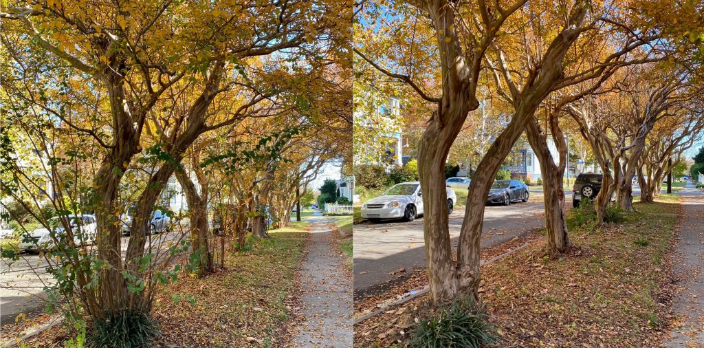 Two photographs. The first is a picture of an unpruned crape myrtle, several suckers are growing from the bottom. The second is a picture of a pruned crape myrtle, no suckers are left.