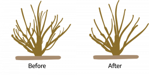 Two cartoon drawings. The first "before," is a bush with a main stem and several branches and offshoots. The second "after," is a bush with a main stem and several branches with no offshoots.