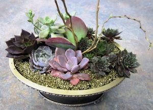 A shallow, round plant pot with succulents growing from rocky growing media.