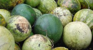 Photograph of round green fruits piled together. Some are bright, dark green and some are light green with dirty patches.