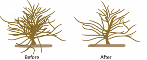 Two cartoon drawings. The first "before," is a bush with several irregularly placed branches around the main stem. The second "after," is a bush with not as many irregularly placed branches around the main stem.