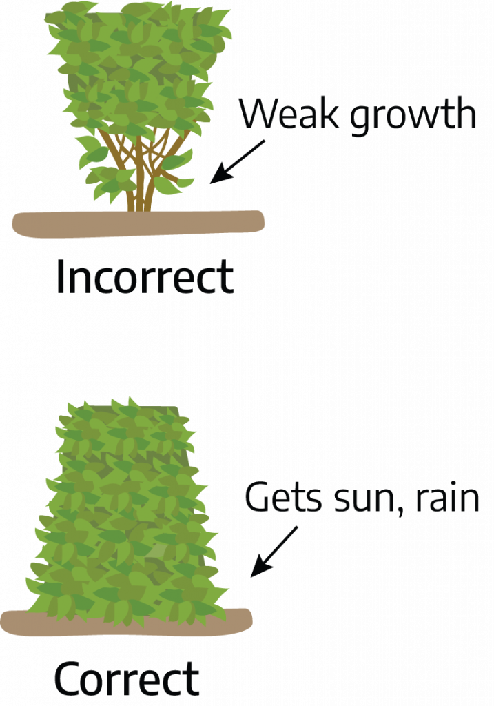 Chapter 14 Pruning Virginia Cooperative Extension Gardener Handbook