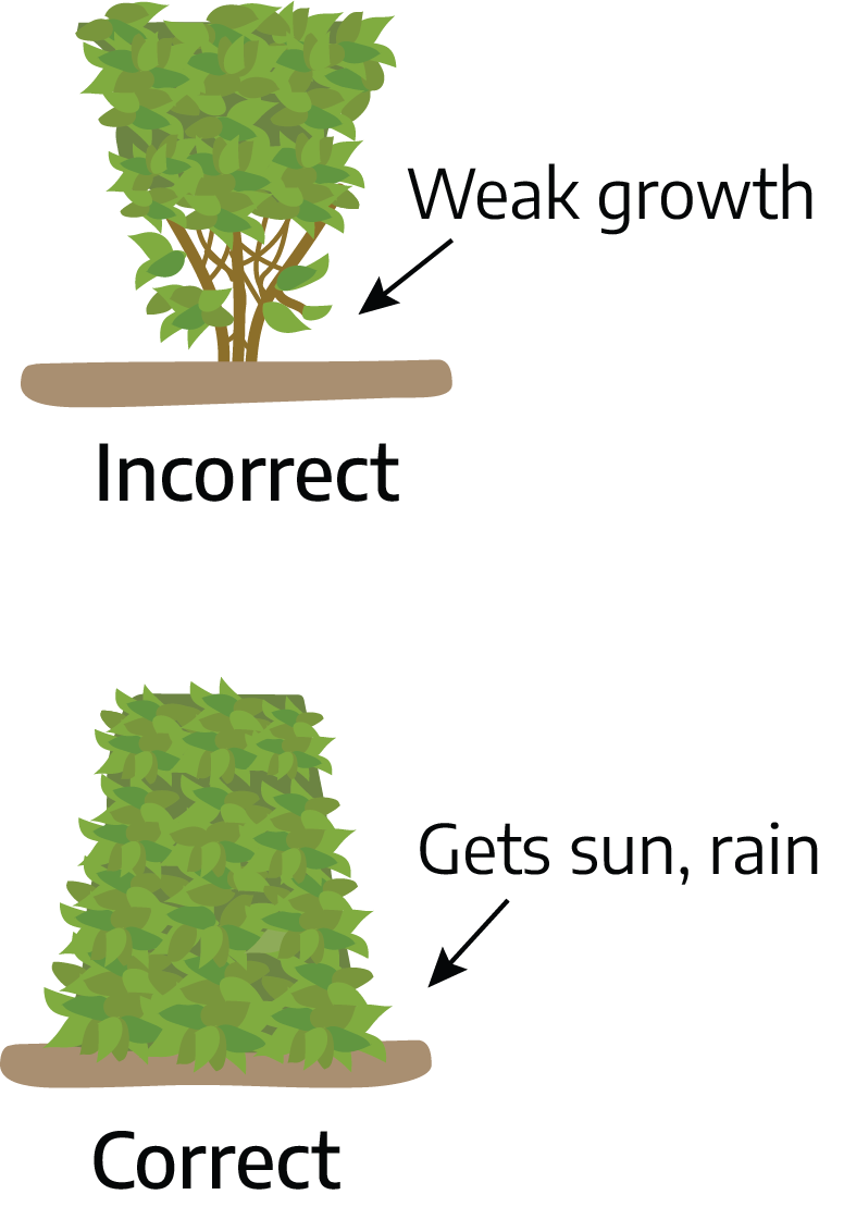 Two cartoon drawings. The first is "incorrect"; a bush has three main branches that have green growth from the top to about two thirds of the way down, labeled "weak growth." The second is "correct"; a bush is completely covered in green growth; labeled "gets sun, rain."