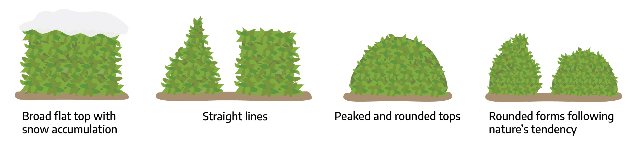 Four cartoon drawings of shrubs with green growth. The first is "broad flat top with snow accumulation," a square shape. The second is "straight lines"; one is a triangular shape and the other is a square shape. The third is "peaked and rounded tops"; a semi-circle shape. The fourth is "rounded forms following nature's tendency"; one is a rounded triangular shape, the second is an uneven semi-circle shape.