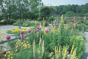 Photograph of an organic-looking garden area with tall plants with spherical purple blooms, stalks of white flowers, and yellow flowers in the foreground. In the background, grey gravel covers the ground and round and rectangular beds are visible.