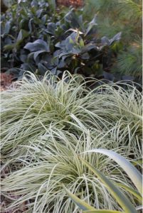 A photograph. A low growing grass plant, a light green.