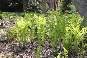 A photograph. Straight growing ferns, in clusters of about 10 stalks per plant.