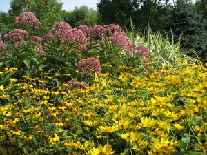 A photograph. A cluster of many plants. Many yellow flowers, yellow center, growing on slender green stems. Taller plants on a straight green stems with alternating green leaves with a cluster of pink flowers. A tall slender grass plant, light green in color.