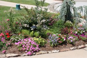 A photograph. A garden with several different plants. There are low growing plants with pink, yellow, purple, and white flowers. Also taller growing plants with long green stems and pink flowers. As well as a taller shrub like plant.