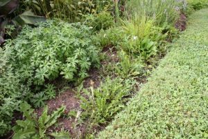 A photograph. The edge of a flower bed with low growing green plants. There are several weeds inside the bed edge that is lined with a lawn.