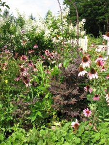 A photograph. A portion of a garden containing pink coneflowers, as well as darker purple colored taller plants, and taller growing plants with white flowers.