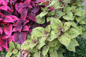 A photograph. Two kinds of coleus plants. The leaves are wide at the base and come to a point at the top with serrated edges. One plant has light green colored leaves with red marks of color along the leaves. The other plant is a pink with a deeper purple shading in the center of the leaf.