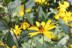 A photograph. Small yellow flowers with a yellow center, the petals are oblong shaped and spaced around the center. This grows on a slender green stem with alternating green leaves.