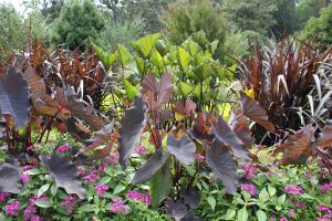 A photograph. A variety of plants. Darker colored elephant ears; large almost heart-shaped leaves. Green elephant ears; large almost heart-shaped leaves. A large grass plant also a darker color. and many lower growing light green plants with pink flowers.