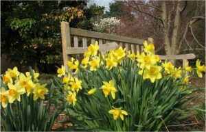 A photograph. Clusters of yellow daffodils, the flowers grow on a grass like base.