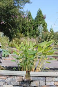 A photograph. A taller growing plant with large green leaves as well as grass-like stalks.