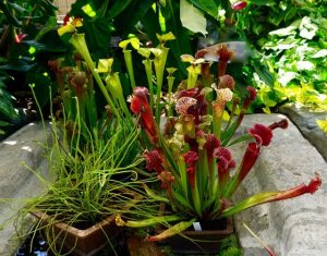 A photograph. Medium-sized carnivorous plants. Green hollow stalks go into a reddish colored end with an opening, this also contains a slightly open covering over the opening.