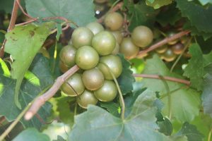 Photograph of large, spherical green fruit clustered along a woody branch. Leaves grow irregularly off the branch and in the background.