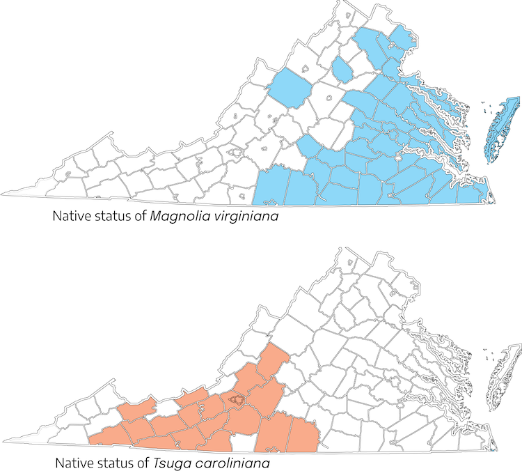 Two maps of Virginia with the counties visible. The first map, "native status of magnolia virginiana", most of the east of Virginia is highlighted in blue. The second map, "native status of tsuga caroliniana," the southwestern/central area of Virginia is highlighted in light red.