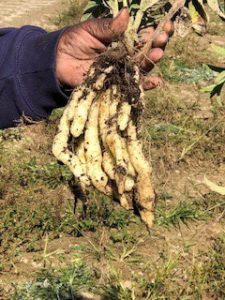 A hand grasps a plant with pale, dry leaves and swollen tuberous roots that are lumpy and elongated.