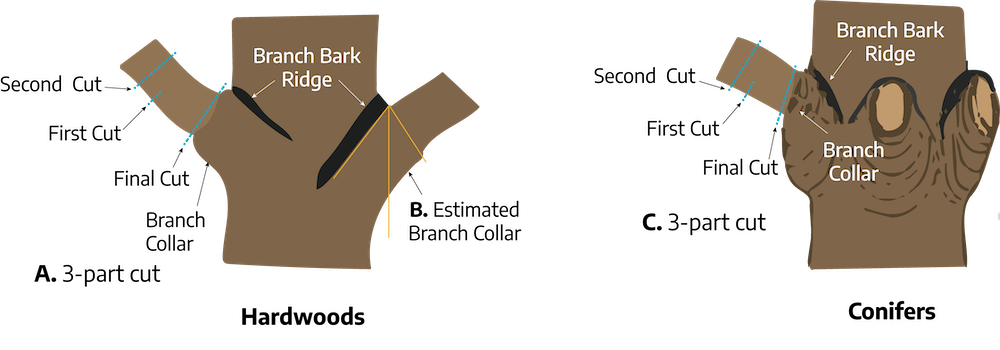 Two cartoon drawings. The first, labeled "hardwoods, 3 part cut", is a section of a tree trunk with two branches, one on the left and one on the right both at a 40 degree angle; the left branch has three dashed lines, the first is marked second cut, the middle is marked first cut, the bottom is marked final cut, the spot on the tree growing the branch is marked branch collar; the area growing the branch has a like marked estimated branch collar; following the branch angle on both sides is a darker area marked branch bark ridge. The second, labeled "conifers, 3 part cut", is a section of tree trunk with one branch growing from a raised area on the left at a 30 degree angle, there is two raised areas in line to the branch with cut branches; the branch has three dashed lines, the first is marked second cut, the middle is marked first cut, the last is marked final cut; the raised area is marked as branch collar; the darker area above the branch collar is marked branch bark ridge.