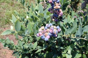 Photograph of a lush, green bush with a cluster of fruits; some fruit are bright blue while some are purple and white.