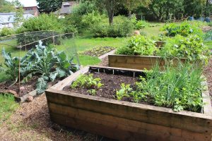 Photograph of two wooden boxes filled with soil and small green plants growing out of top of the soil. In the background, lawn and scattered patches with plants.