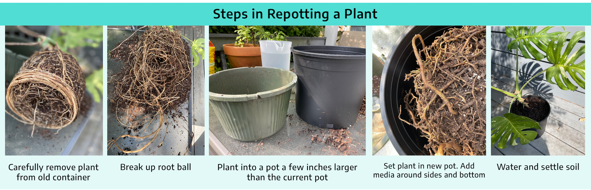 Title reading "steps in repotting a plant" with five photographs. First photograph is labeled "carefully remove plant from old container" and shows the bottom of a cylindrical block of soil with roots circled densely around the bottom. Second is labeled "break up root ball" and shows the same cylindrical block with roots separated and loosened, loose soil scattered on surface below plant. Third is labeled "plant into a pot a few inches larger than the current pot" and shows two plastic round plant pots; one is taller and wider than the other. Fourth is labeled "set plant in new pot. Add media around sides and bottom" and shows a portion of the soil surface with roots loosened as the plant sits in the larger pot with a gap of space between the mass of roots and the side of the pot. Fifth is labeled "water and settle in pot" and shows a plant with green leaves growing from the larger plastic pot.