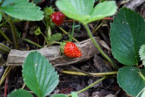 Photograph of small red, triangular fruits growing on small green stems among brown leaf litter. Green, shiny leaves rise above the level of the fruit.