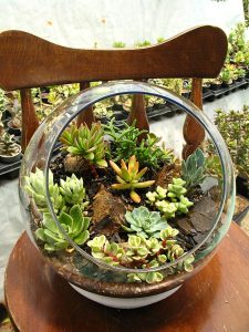 A glass spherical container with a circular opening in front sits on a wooden chair. Succulent plants grow from bark-like growing media inside.