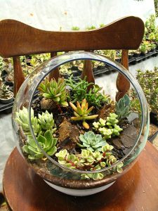 Flat Glass Marble - Royal Blue – Elkhorn Succulents