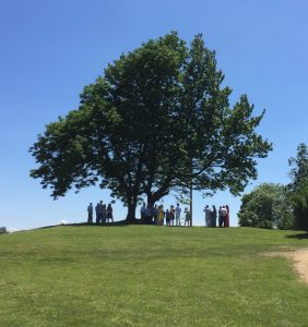 A photograph of a large tree. The canopy is large, wide, and triangular. The tree grows atop a grassy hill with a blue sky. There is a group of people gathered beneath the tree.