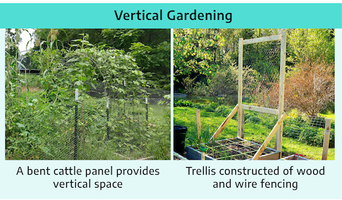 Title "vertical gardening" with two photographs. First of an overgrown garden patch with a large wire arch covered in vines and title "a bent cattle panel provides vertical space." Second shows a small wooden raised bed with a wooden frame filled with wire mesh built upright above the bed.