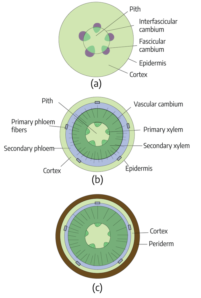 Three cartoon drawings. The first drawing "(a)" is a green circle, the outside is labeled epidermis; the inside is labeled cortex. Within the center of this green circle is five purple teardrop shapes evenly spaced in a circular pattern; these are labeled fascicular cambium. Overlapping the purple teardrop shapes is another smaller, green translucent circle; the outside of the circle is labeled interfascicular cambium, the inside of the circle is labeled pith.The second drawing "(b)" is a green circle, the outside labeled epidermis, the inside labeled cortex; within the green circle is a blue circle with intermittent raised areas, these areas are labeled primary phloem fibers, the inside of the blue circle is labeled secondary phloem; inside the blue circle is a dark green circle, the outside is labeled vascular cambium, the inside is labeled secondary xylem; within this circle is a light green circle with dark green rounded shapes intermittent along the circle edge, the dark green shapes are labeled primary xylem, the inside of the circle is labeled as pith. The third drawing "(c)" is a dark brown circle; labeled periderm, this contains a light green circle; labeled cortex; this contains a light blue circle with intermittent protrusions, this circle contains a dark green circle, this contains a light green circle with intermittent dark green rounded shapes along the edge.