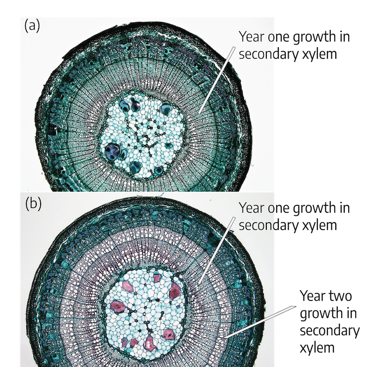 Two photographs. The first "(a)" is showing a year one growth in secondary xylem; this photograph has several circular layers of cells dyed blue and purple. The edge is darker blue, the middle is a lighter blue color with purple cells, the center contains light blue and dark blue cells. The second "(b)" is showing a year one growth in the secondary xylem and year two growth in secondary xylem; this image looks very similar in coloration to the first image with year one and two growth clearly visible.