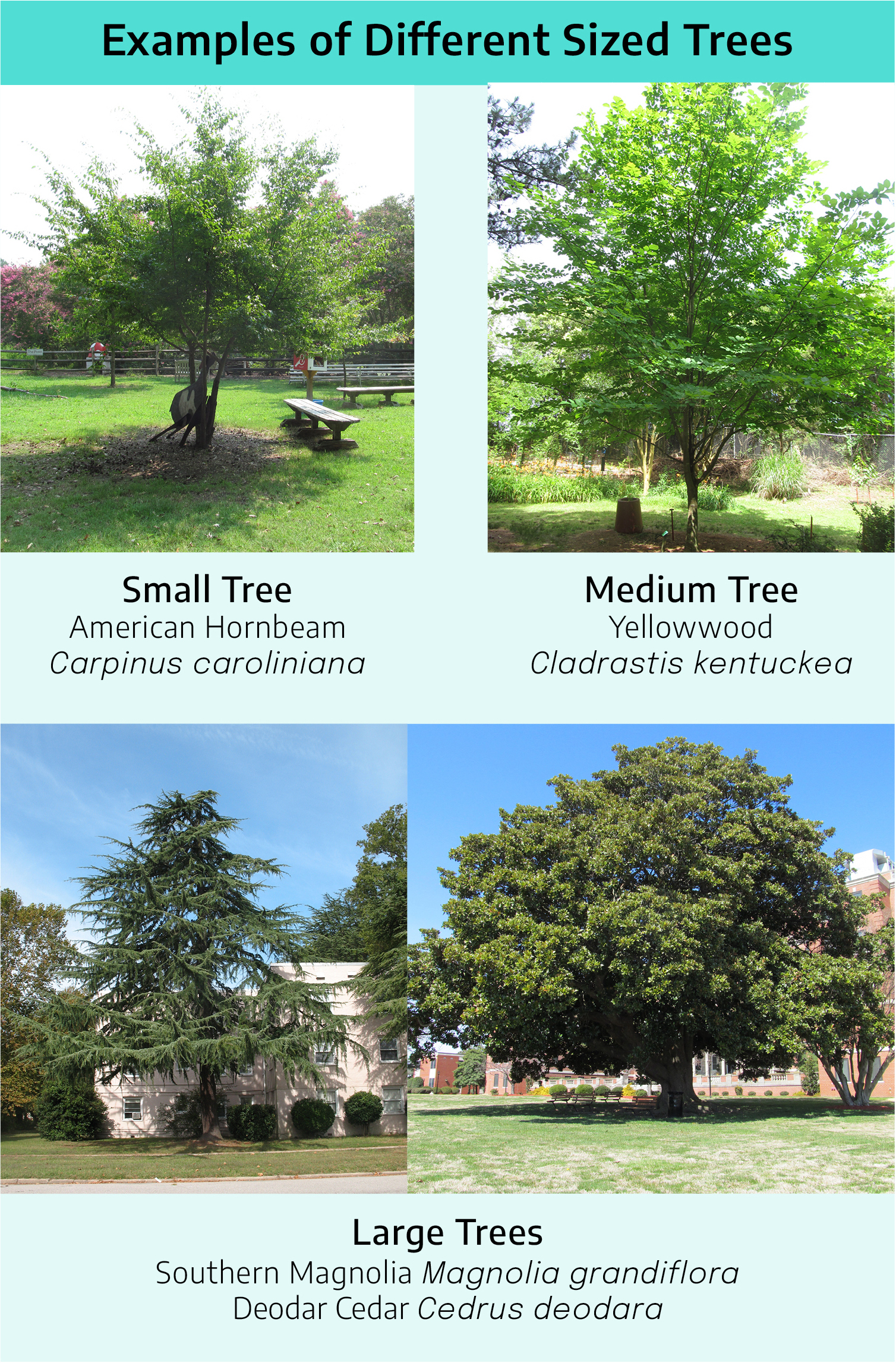 Four photographs labeled "Examples of Different Sized Trees". The first photograph, "Small Tree, american hornbeam, carpinus caroliniana"; a smaller tree with feathery green branches, located in a park. The second photograph, "medium tree, yellowwood, cladastit kentuckea"; a medium height tree, with a large, filled out, green crown. The third photograph, "large trees, deodara cedar, cedrus deodara", a large cedar tree with long feathery, needled branches. The fourth photograph, "large trees, southern magnolia, magnolia grandiflora", a large tree, with a thick trunk, a large full, round green crown.