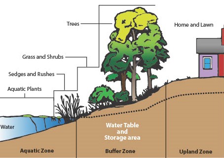 A cartoon diagram. From left to right. A low section contains water with aquatic plants and sedges and rushes with a ground section marked, aquatic zone. Next is a section with grasses, shrubs, and trees, with a ground section marked buffer zone; a dashed line through the upper part of the ground marked, water table and storage area. Next is home and lawn on the top of the hill with a ground section marked upland zone, also a dashed line on the upper part that continues from the previous section.