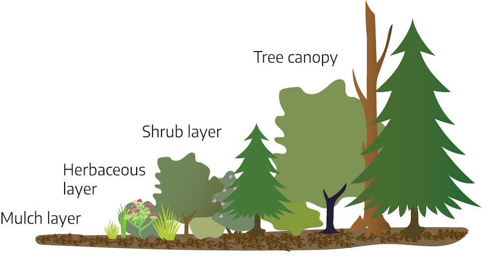 A drawn diagram. From left to right. Mulch layer that goes into a herbaceous layer containing smaller plants. Next is shrub layer containing shrubs and small trees. Next is tree canopy containing several varieties of trees and a snag.