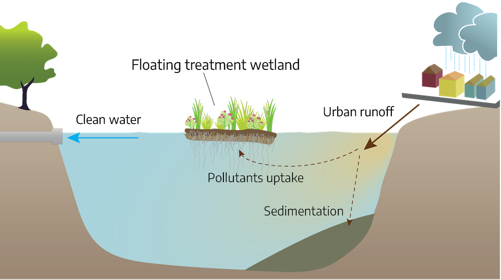 A cartoon diagram. From left to right. A high section with a tree that goes into a large depression containing water going into the higher section on the right. On the left is a tree with a pipe below it, an arrow pointing into the pipe is marked, clean water. Next is a floating treatment wetland located in the water filling the depression. On the right is a urban setting with precipitation falling, an arrow pointing towards the water is marked, urban runoff; tow more arrows follow, one going lower marked sedimentation, one going higher marked pollutant uptake by the floating treatment wetland.