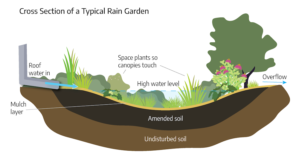 A cartoon diagarm. Three layers of soil, the lowest is unidsturbed soil, above that is amended soil, above that is a thin layer of mulch. From left to right is a drainage gutter with a blue arrow pointing downards showing roof water flow. Next is a variety of grasses, shrubs, rocks, and trees. The blue dashed line between the top of the two sides and across the depression shows high water level. Over the plants is "space plants so canopies touch." At the right end of the small hill is an arrow pointing right marked, overflow.