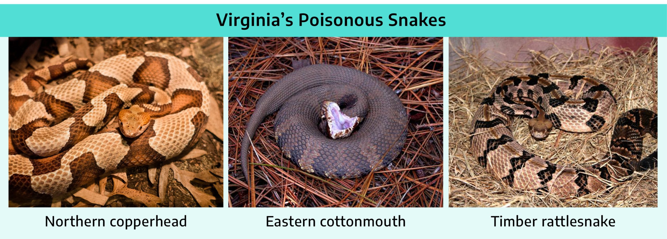 Three photographs. The first is of a northern copperhead; a tan colored snake with light and darker brown marks along the body. The second is eastern cottonmouth; a darker colored snake with light brown and darker brown markings. The third is a timber rattlesnake; a light brown with narrow dark brown and black markings.